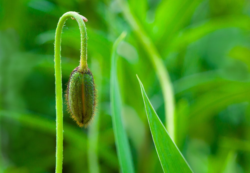 Poppy flower is sleeping