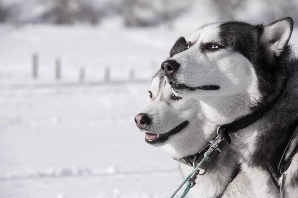 Photograph by Алёна Гильмуллина