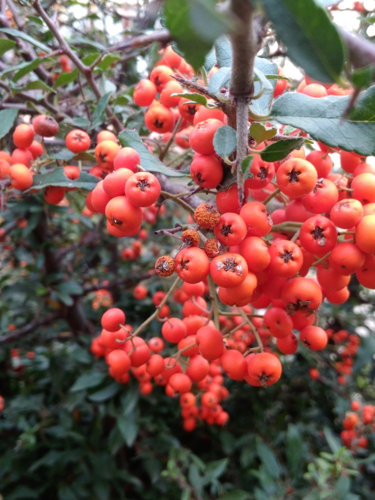 colors of autumn