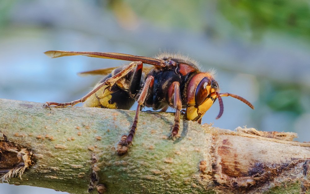 Шершень и ива.