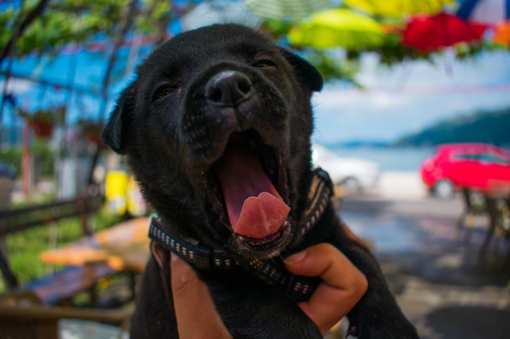 Photograph by Ivana Bozinovic