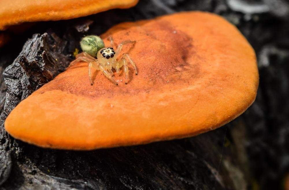 La más pequeña del mundo..