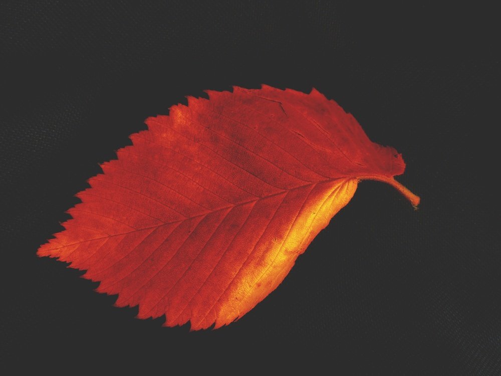 Photograph by Светлана Гончарова