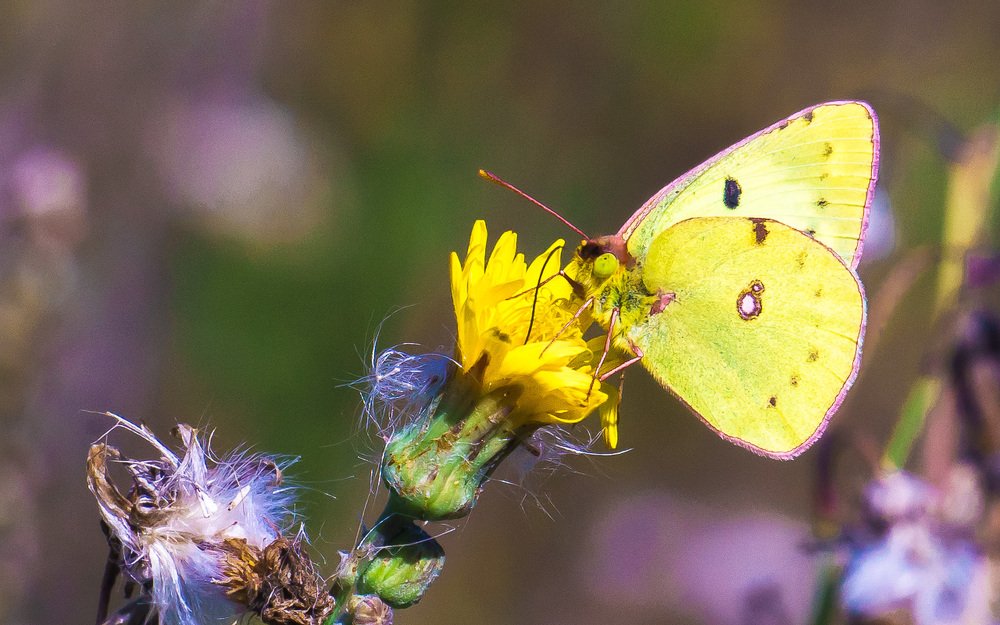Желтушка луговая.