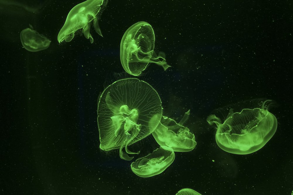 Фотография автора Олеся Набиева