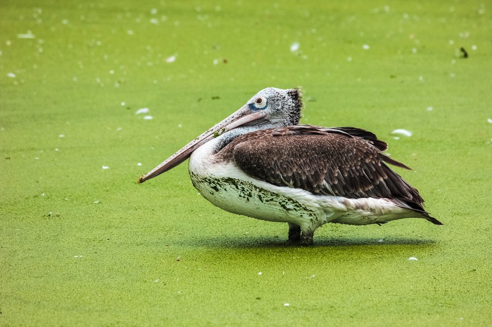 Фотография автора Олеся Набиева