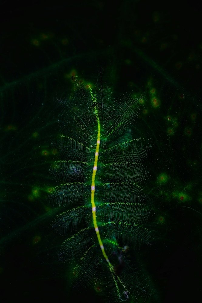 Photograph by DIBAKAR ROY