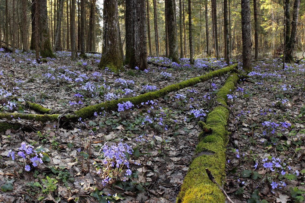 Photograph by Юрий Андреев