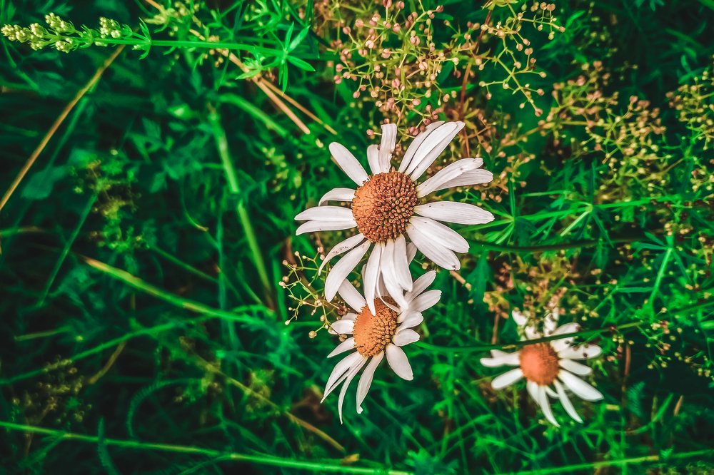 Three daisies in the dense green grass.