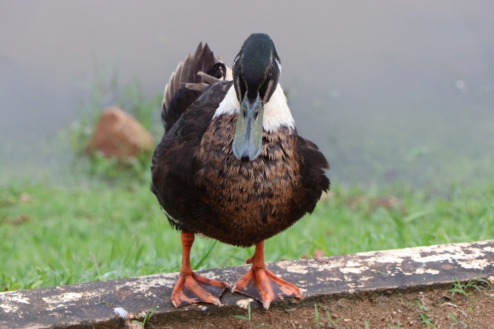 #wildlife Photography
