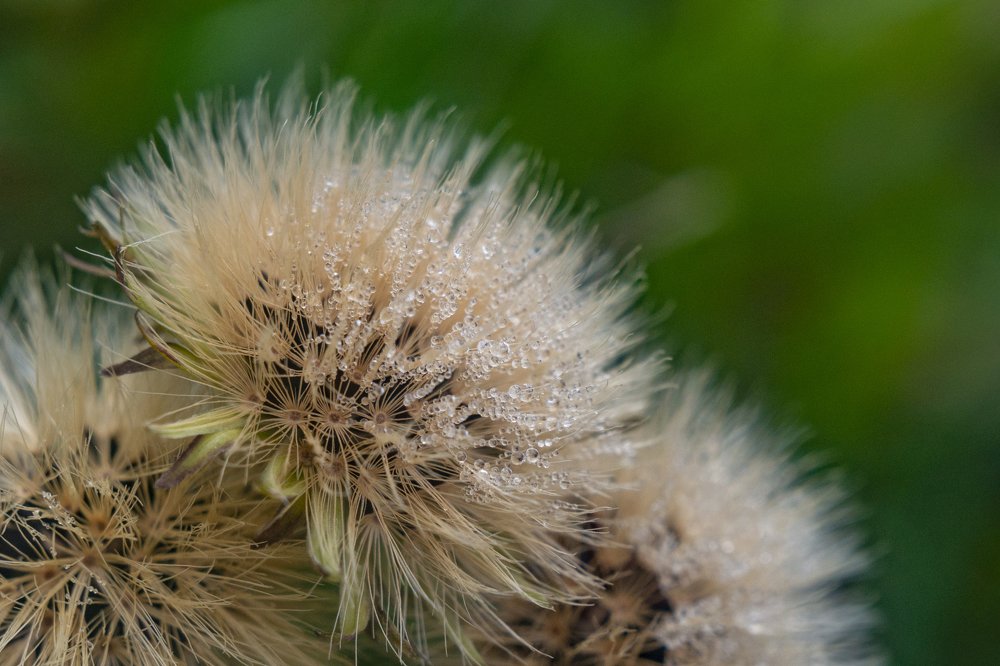 Photograph by Григорий Рунталь