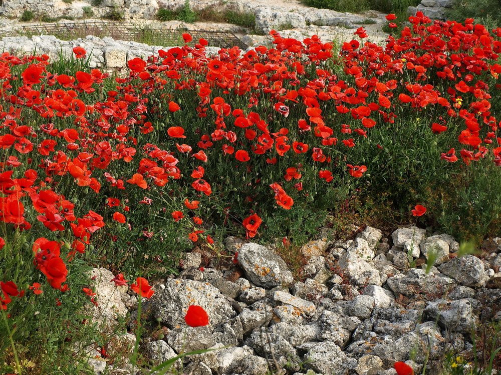 Херсонесские маки