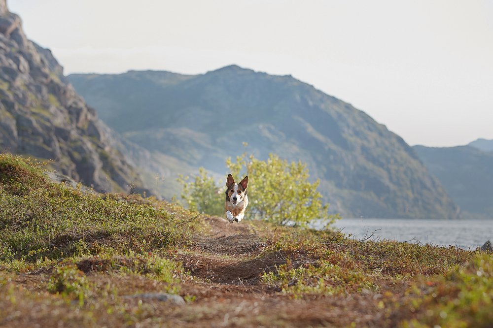 Ко мне, дружок!