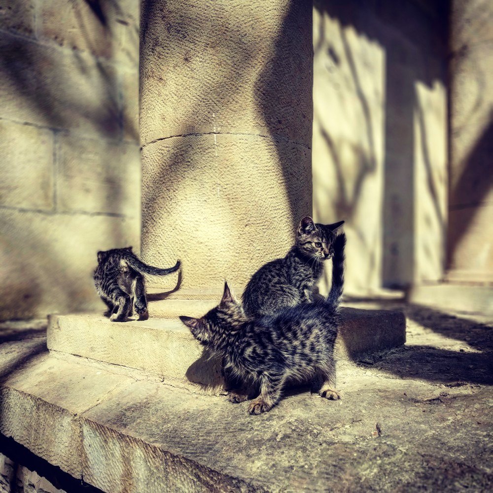 Где остальные?