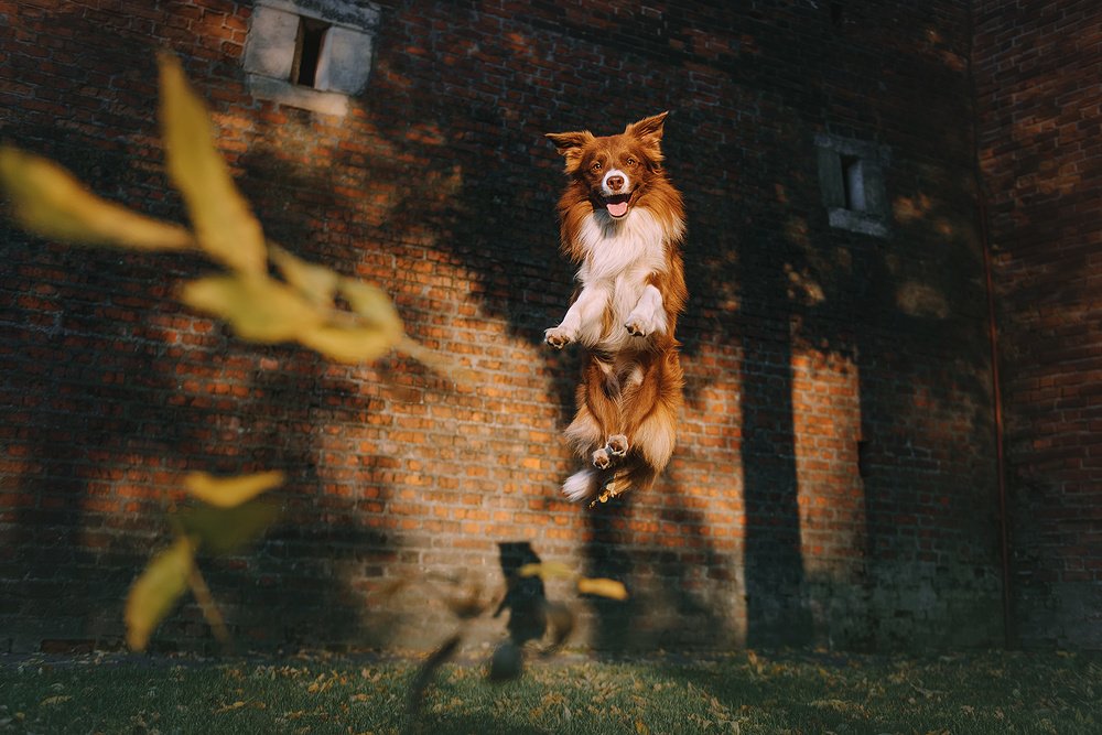 Осенний лист