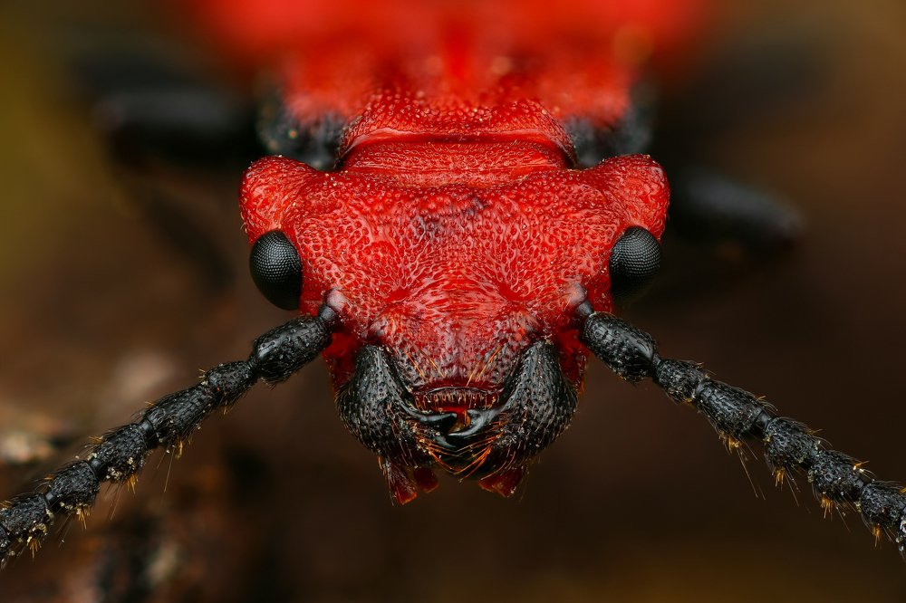 Плоскотелка красная