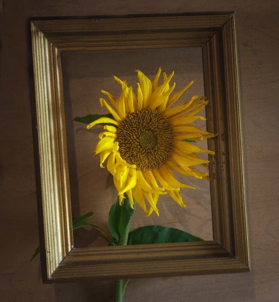 Подсолнечное настроение