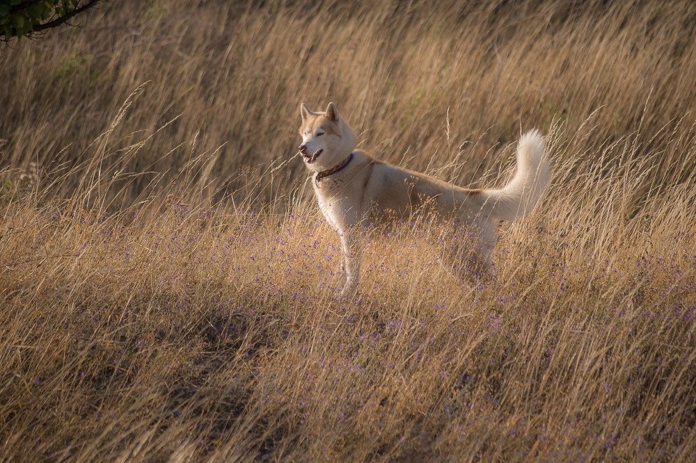 Фотография автора Ольга Осипова