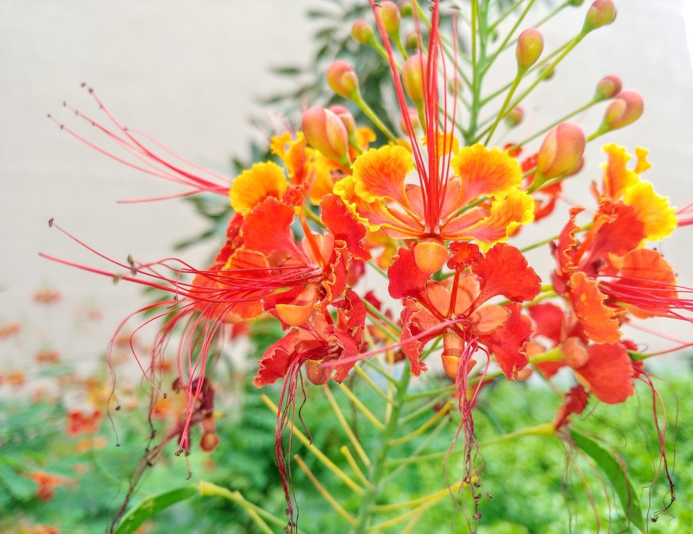 Photograph by Elena Chandran