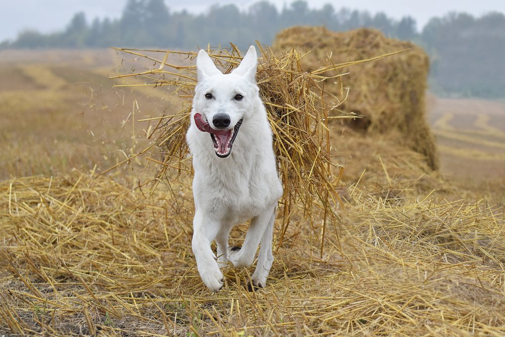Большое собачье счастье.