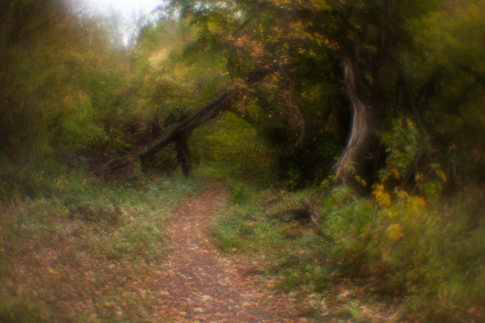 Шишкинский лес