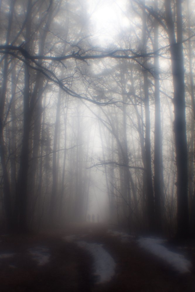 Туманный лес