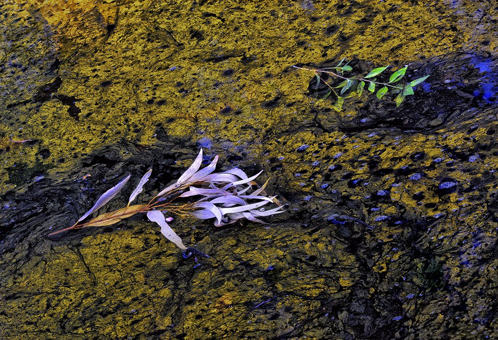 Graveyard of branches