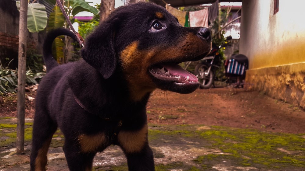 Photograph by Harisankar B