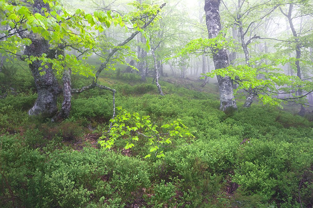 Spring Bloom in the Beech Forest