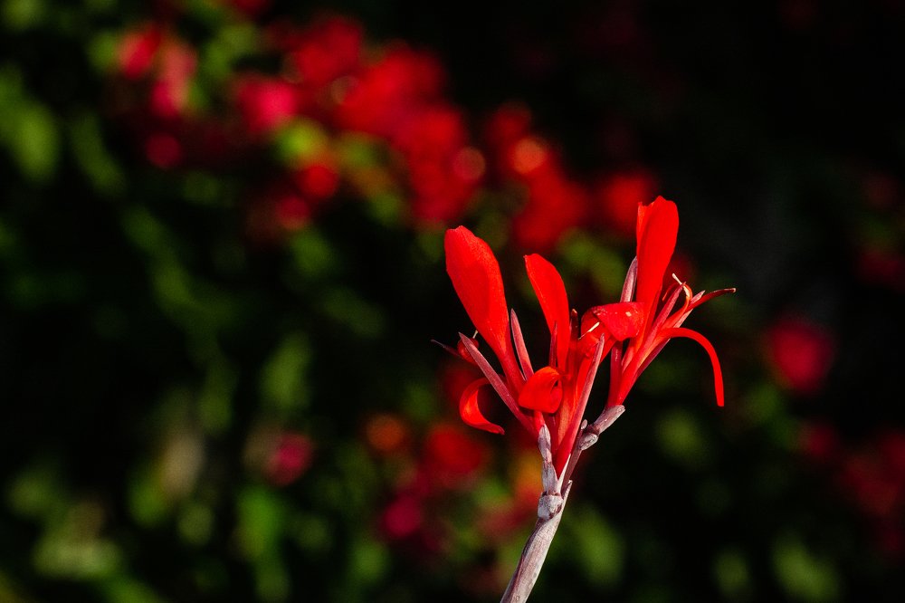 Photograph by Massimo Chiozzi