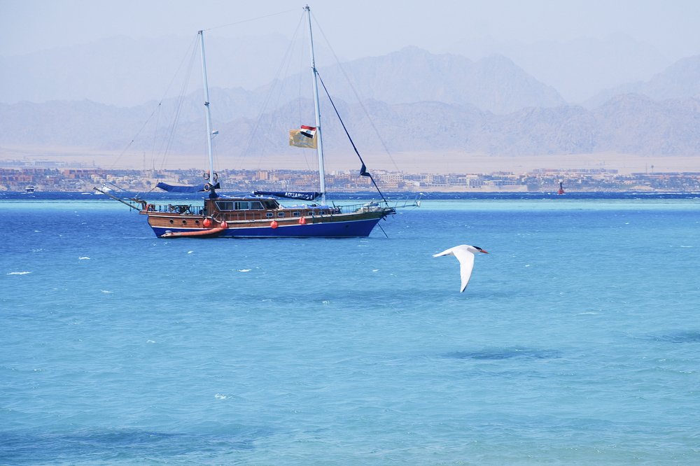 В далёкой стране