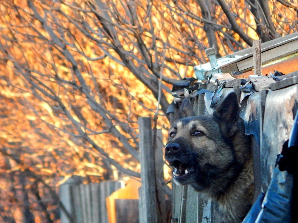 Деревенский пёс