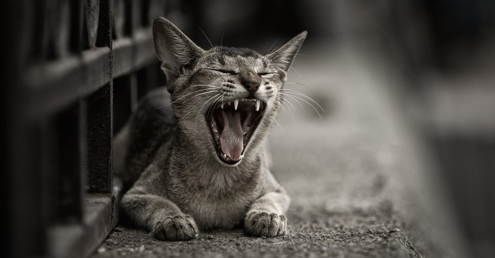 Photograph by amarsen chauhan