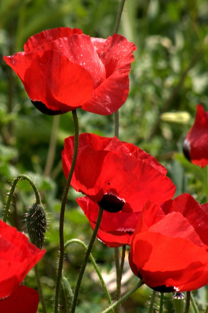 Photograph by Alla Shapochnik