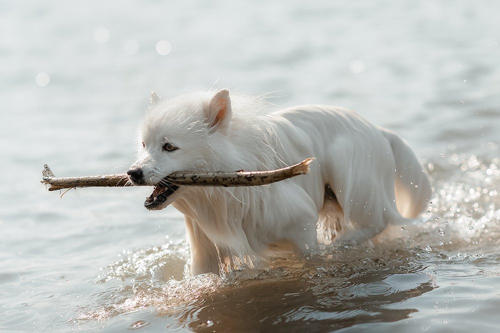 Фотография автора Елена Баклач