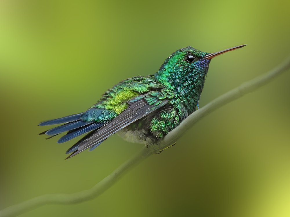 Photograph by Rui Santos