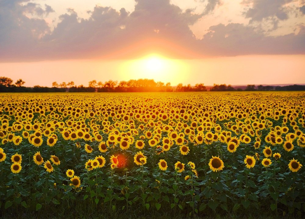 Photograph by Марина / MaxDiMara