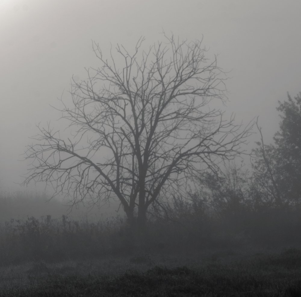 Photograph by Сергей Тишковский