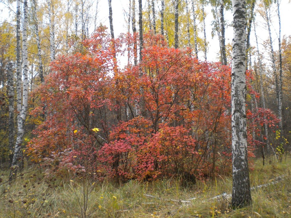 Photograph by Анатолий Зеленский