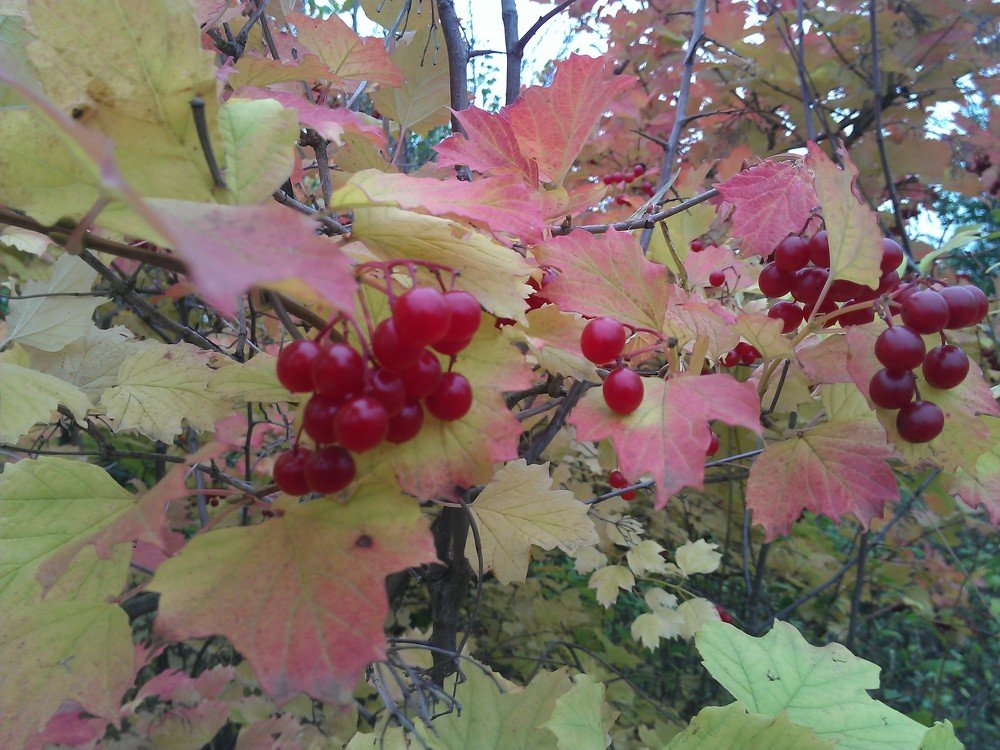 Photograph by Анатолий Зеленский