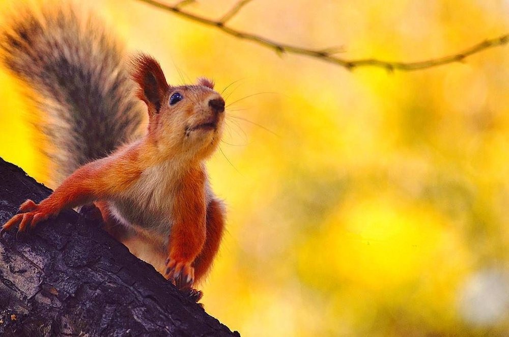 Photograph by Марина / MaxDiMara