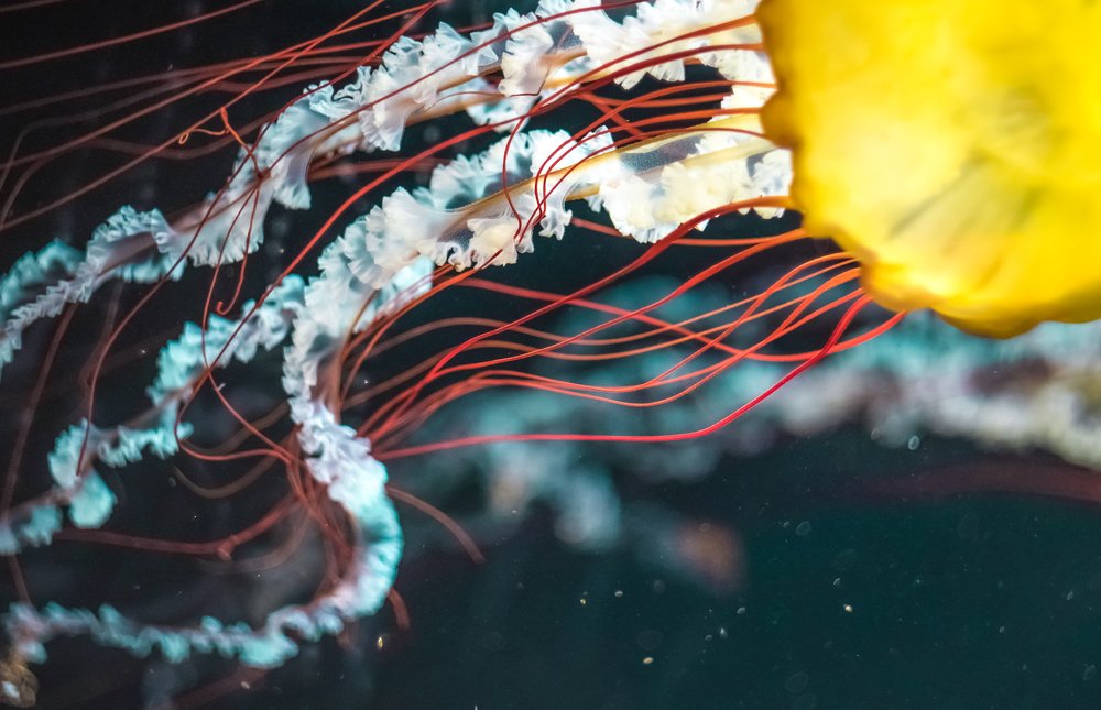 Платье медузы