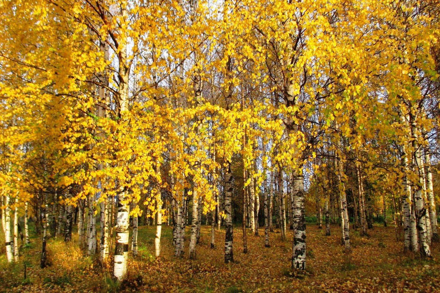 Березы, освещенные вечерним солнцем.