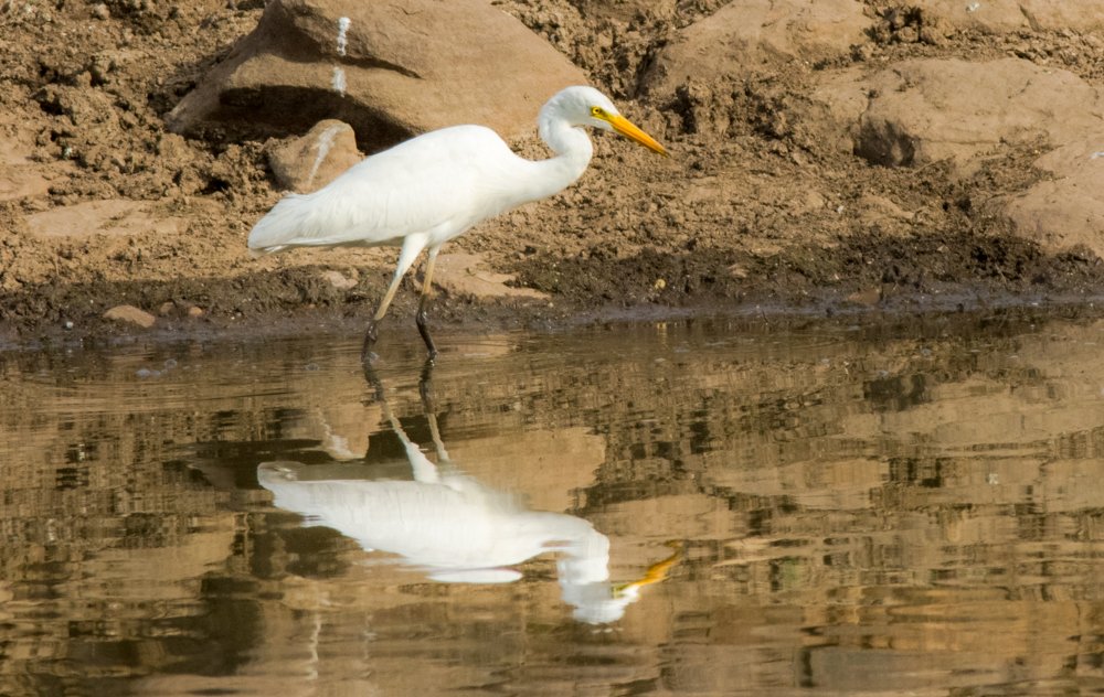 Egret waiting