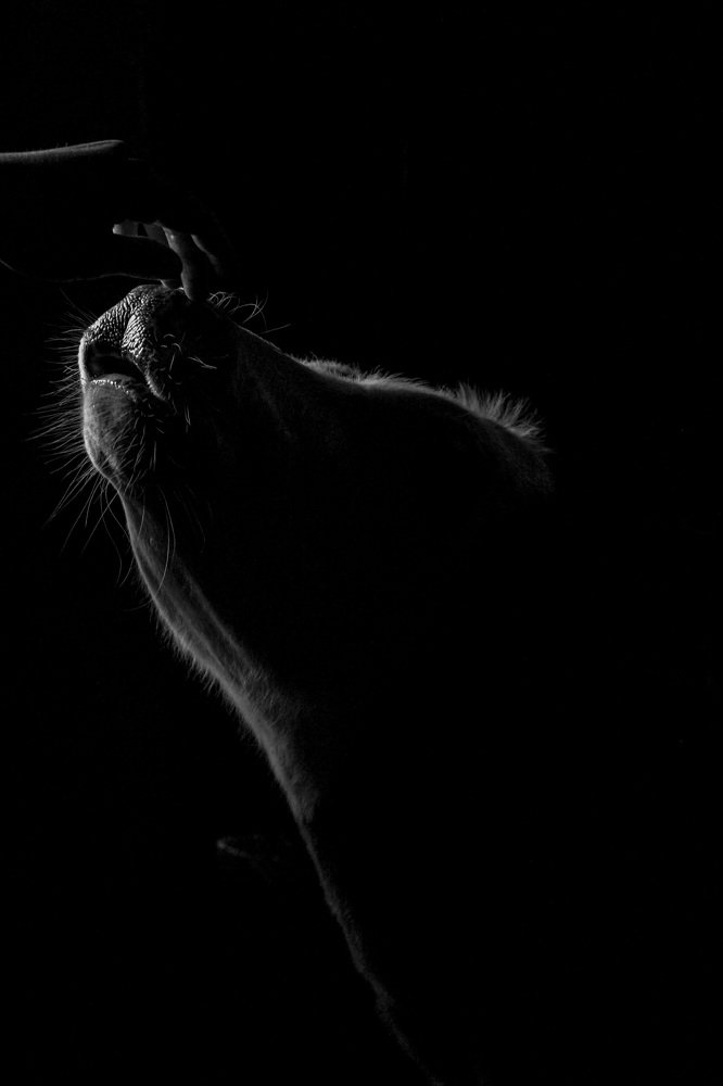 Фотография автора Alisa Yeremieieva