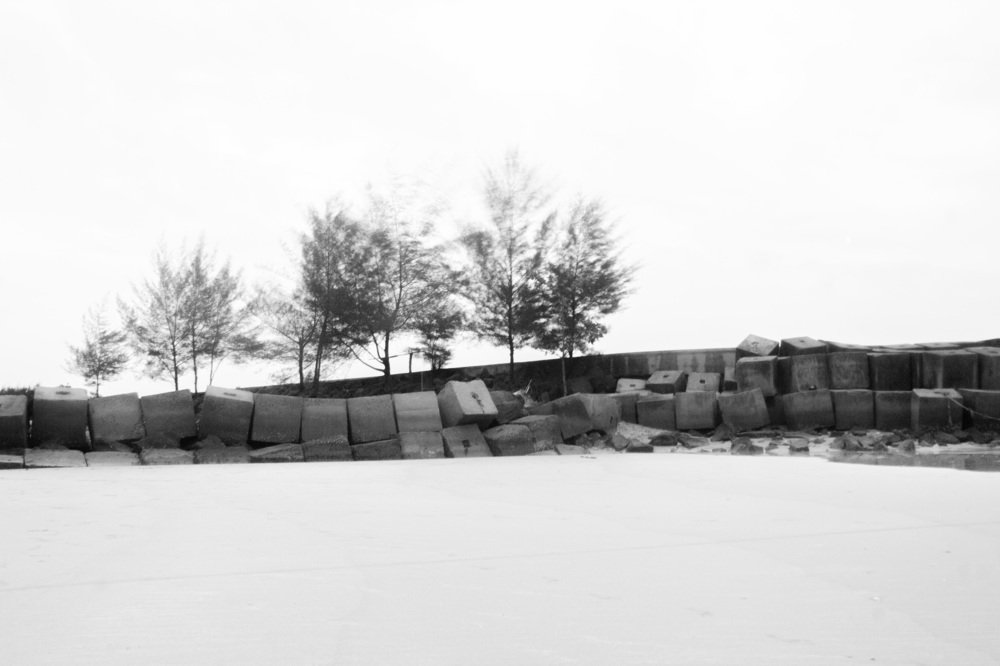 trees that sway in the big wind