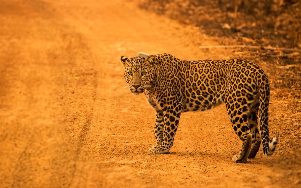 Photograph by Parekh Arpit