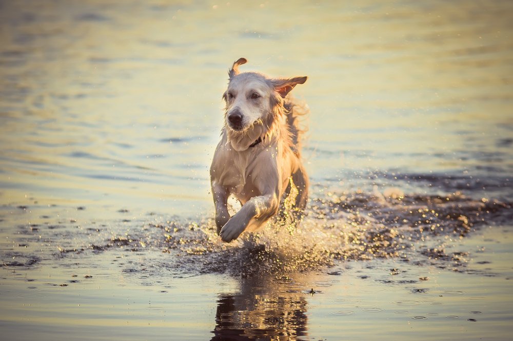 Фотография автора Андрей Сосновский