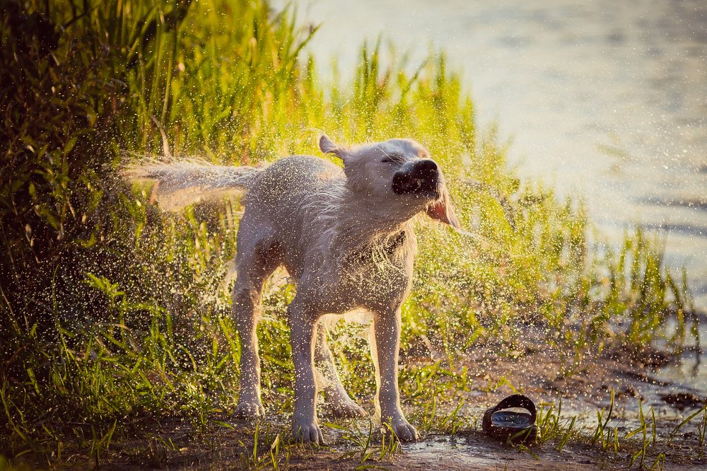 Фотография автора Андрей Сосновский