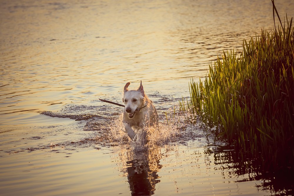Фотография автора Андрей Сосновский